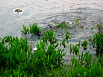 c0078480_2394375.jpg