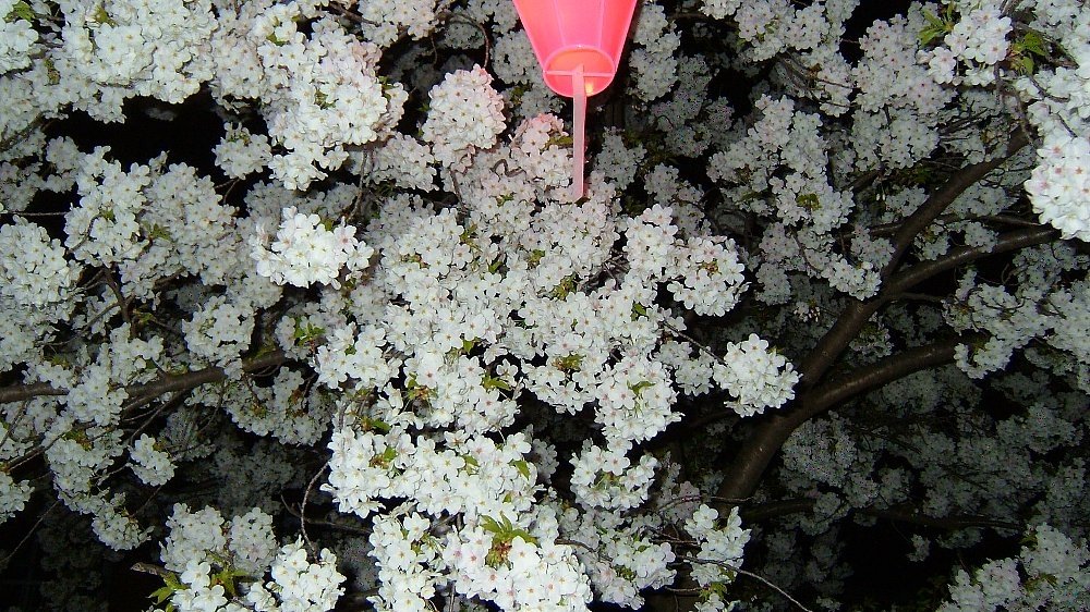 高田の桜満開！_e0065084_142068.jpg