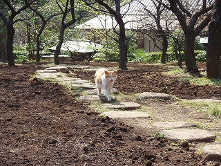 17. 梅と桜の羽根木公園 ～桜編_c0105785_10144224.jpg