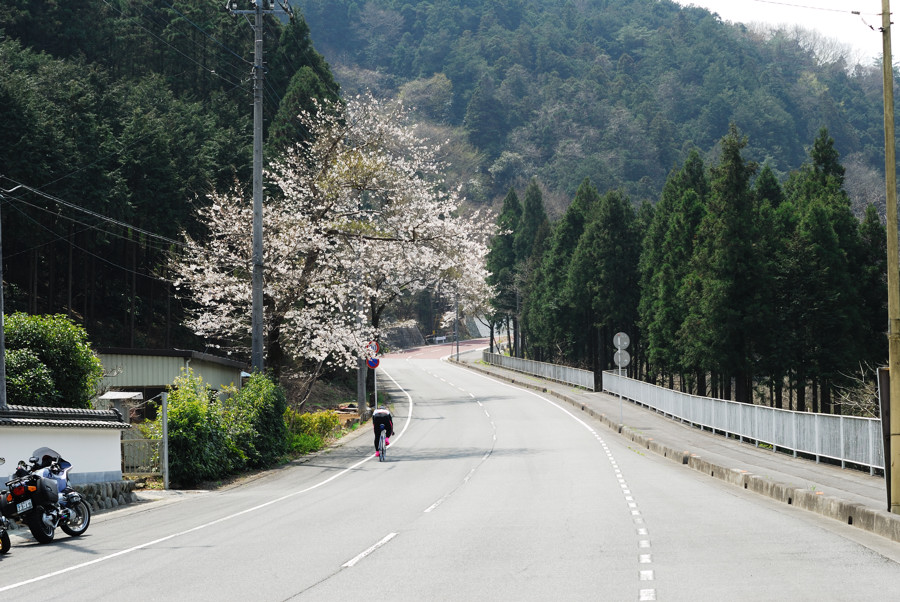 桜が咲く秩父の山間を走る　～4月7日～　_b0082895_1022461.jpg