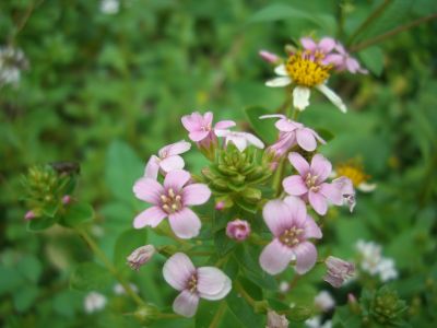 八重山諸島の花_e0066495_23253519.jpg