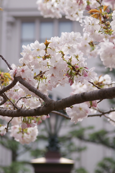 造幣局・桜の通り抜け～2_c0077605_23293926.jpg