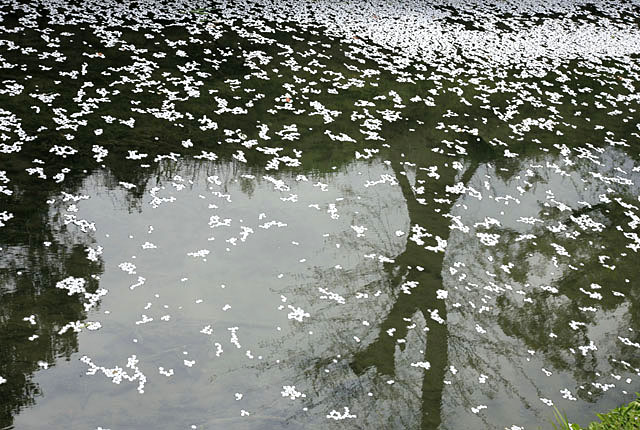 散る桜 残る桜も散る桜 良寛 流れるままに