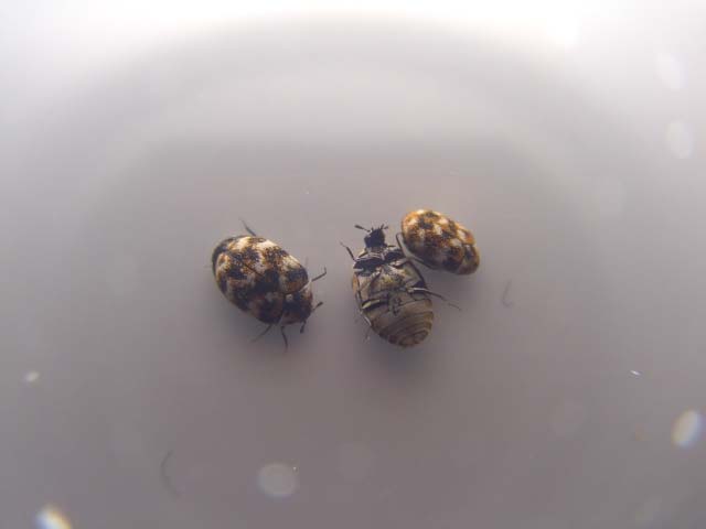 虫が大量に発生して困っております 昆虫ブログ むし探検広場 虫が大量に発生して困っております 昆虫ブログ むし探検広場