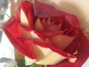 b0036210_0314780.jpg