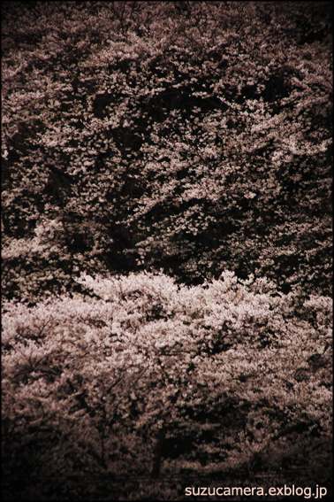 日本の桜をこよなく愛した女性_f0100215_002081.jpg