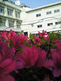 花とZ高_d0065116_2131213.jpg