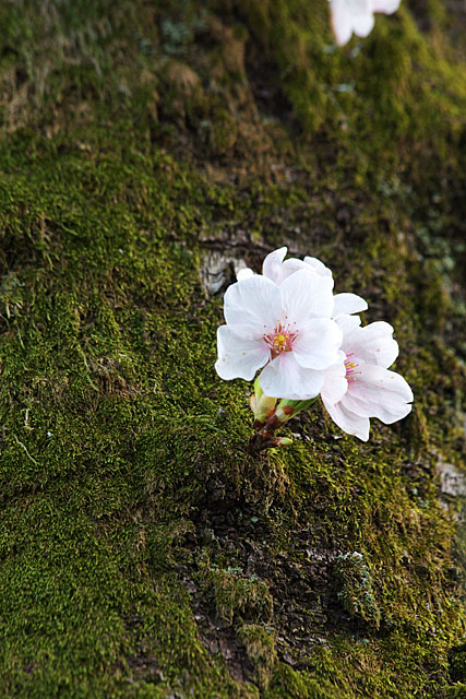 但馬桜行脚　その８　_c0067040_22462370.jpg