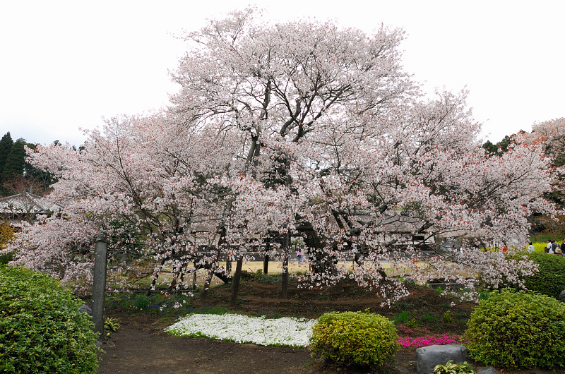 さくら　～狩宿の下馬桜～_b0109942_1945222.jpg