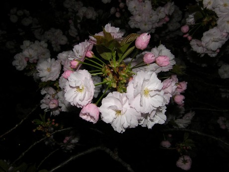 通り抜けの桜 続報_f0128542_0111819.jpg