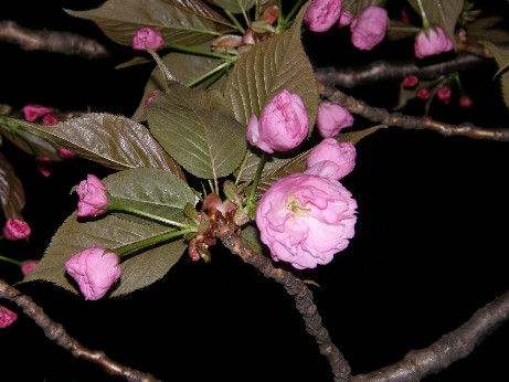 通り抜けの桜 続報_f0128542_07110.jpg