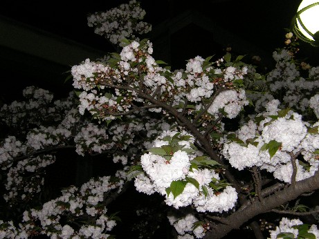 通り抜けの桜　続報_f0128542_084715.jpg