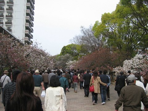 今年のお花見は・・・_c0049143_1243995.jpg