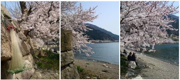 湖西の桜と言えば、マキノ海津大崎　　写真と映像で・・_d0005250_1842129.jpg