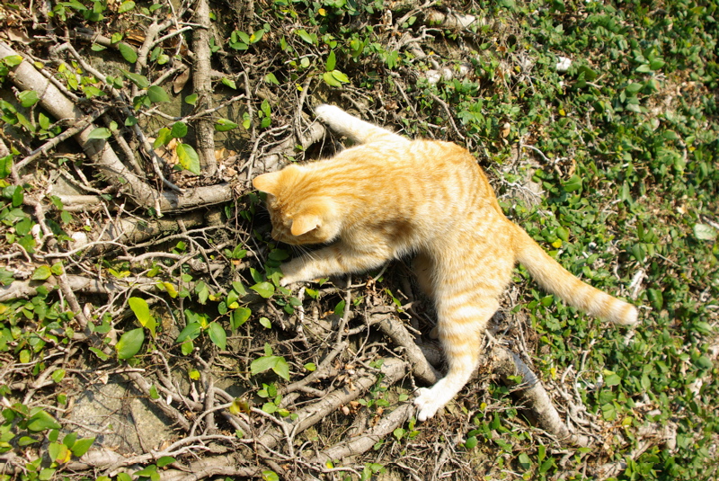 尾道大山寺下の桜猫_a0009554_19495173.jpg