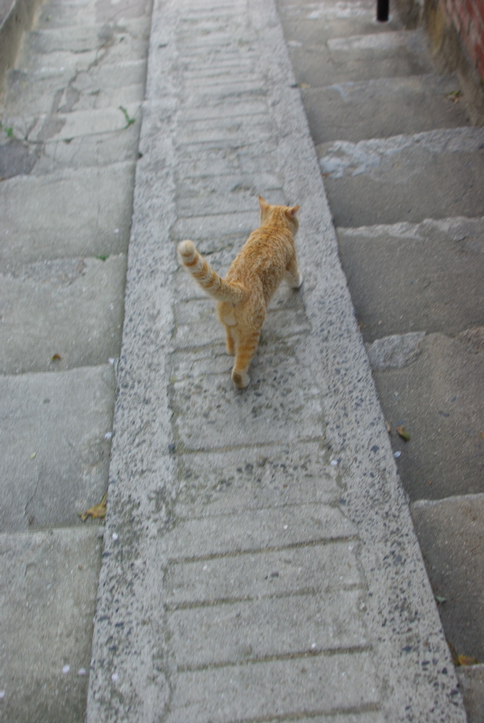 尾道大山寺下の桜猫_a0009554_19564620.jpg