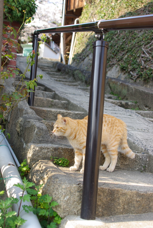 尾道大山寺下の桜猫_a0009554_1959958.jpg