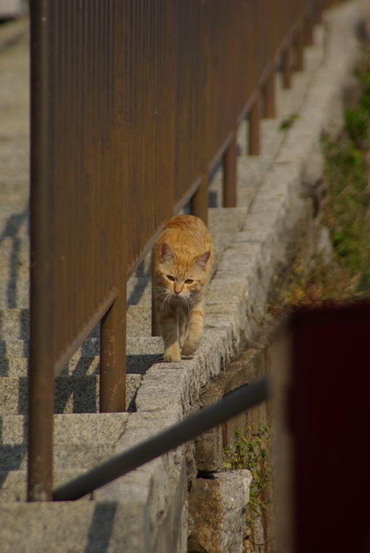 尾道大山寺下の桜猫_a0009554_2004659.jpg