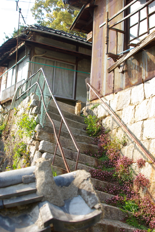 尾道大山寺下の桜猫_a0009554_203364.jpg