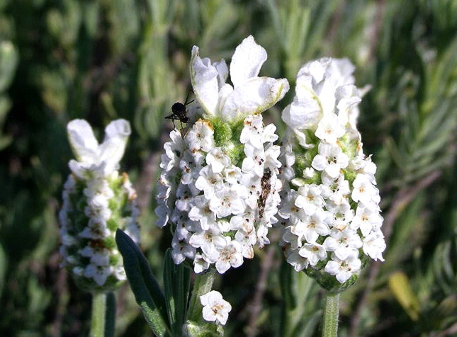 ウサギ耳のラベンダー…博物記（春ー３３）　白い花のアルバ_e0064158_1424414.jpg