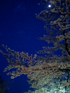 sakura_b0033175_1175268.jpg