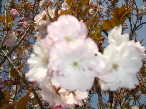 大沢桜_f0137275_62618.jpg