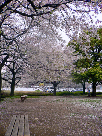 4月7日の桜、第三話_e0112077_4332816.jpg