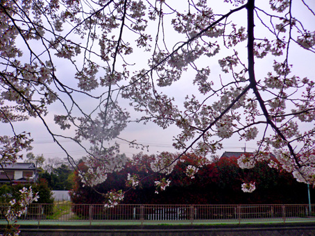 4月7日の桜、第三話_e0112077_448759.jpg