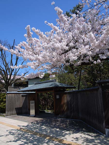 今日の桜_e0082981_12545317.jpg