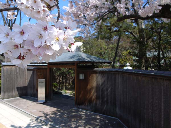 今日の桜_e0082981_12551112.jpg