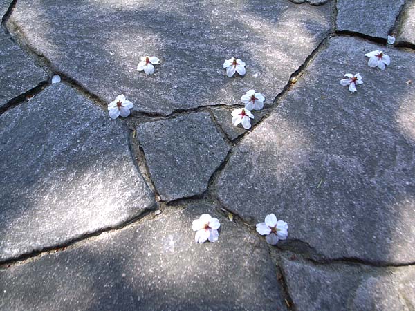 今日の桜_e0082981_12561629.jpg