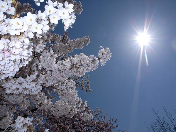 今日の桜_e0082981_1256319.jpg