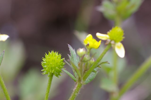 e0070891_22452725.jpg