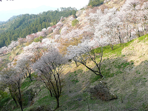 吉野の桜は満開直前_b0014003_1005018.jpg