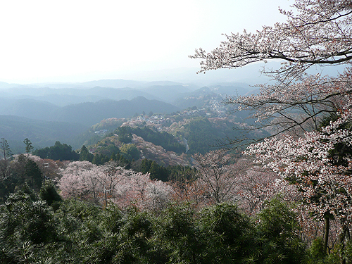 吉野の桜は満開直前_b0014003_9595788.jpg
