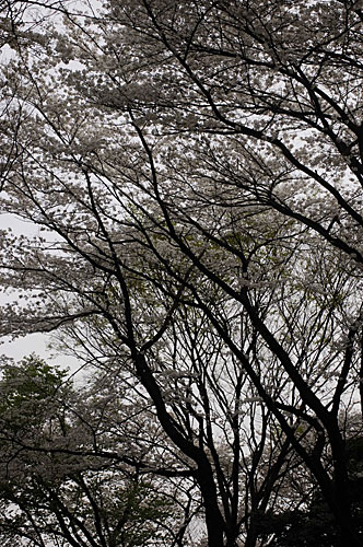 新宿御苑の桜～その４「枝ぶり」_c0061503_8542299.jpg