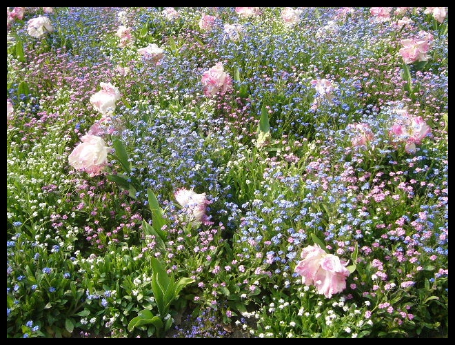 ■フェアリーから元気をもらいに・・・_a0008105_12295643.jpg
