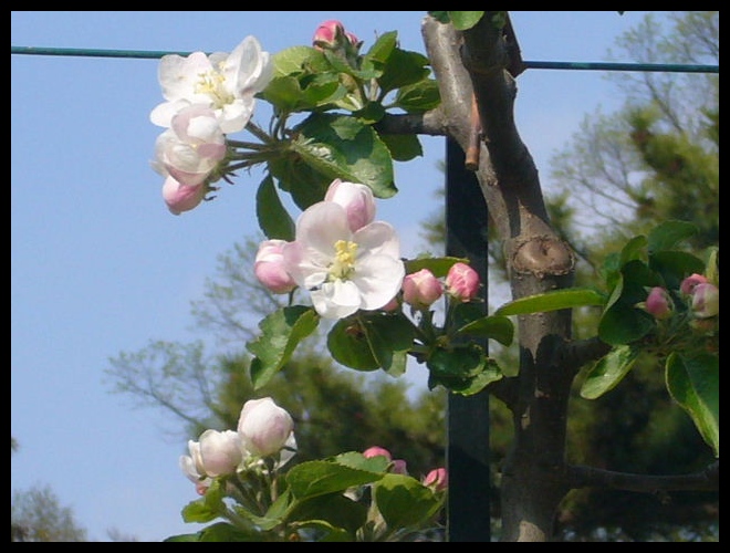 ■フェアリーから元気をもらいに・・・_a0008105_12302570.jpg