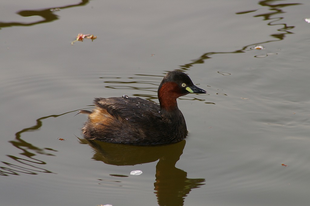 c0082606_22416.jpg