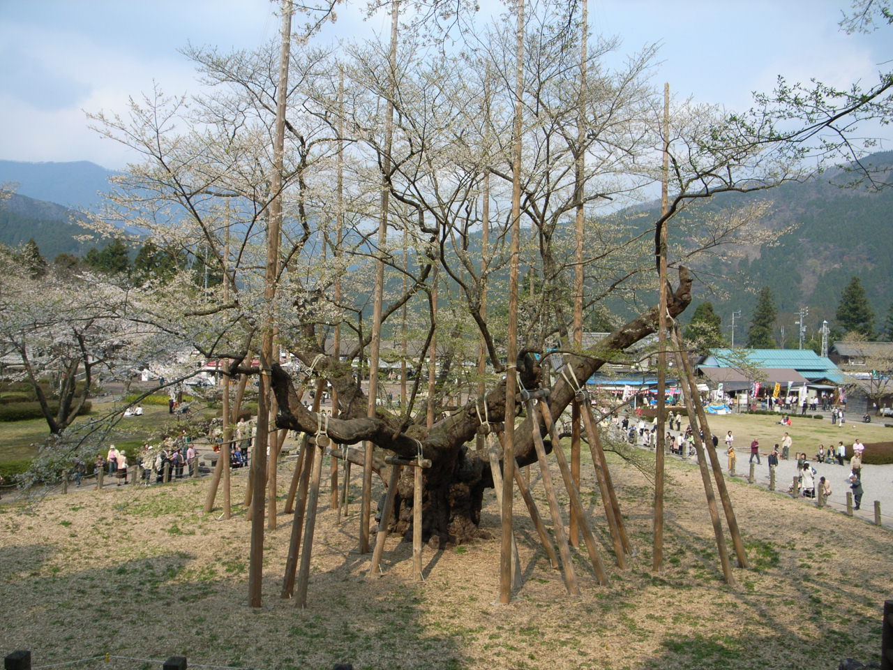 薄墨桜_f0126508_1848494.jpg