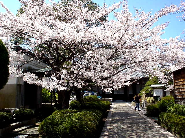 桜・さくら・ｻｸﾗ・・・_d0039111_19102378.jpg