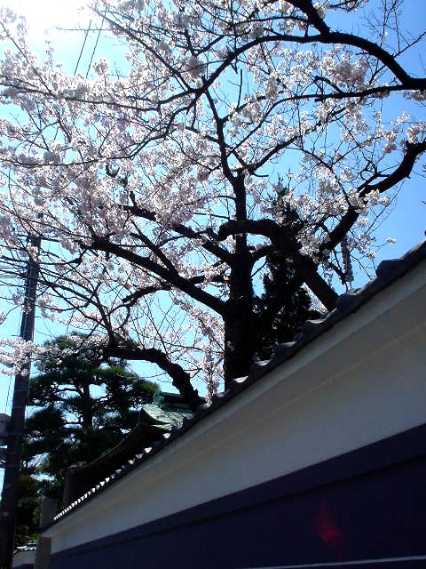 桜・さくら・ｻｸﾗ・・・_d0039111_19111232.jpg