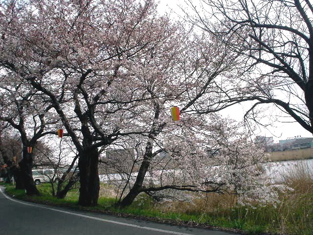 桜・さくら・ｻｸﾗ・・・_d0039111_1912012.jpg