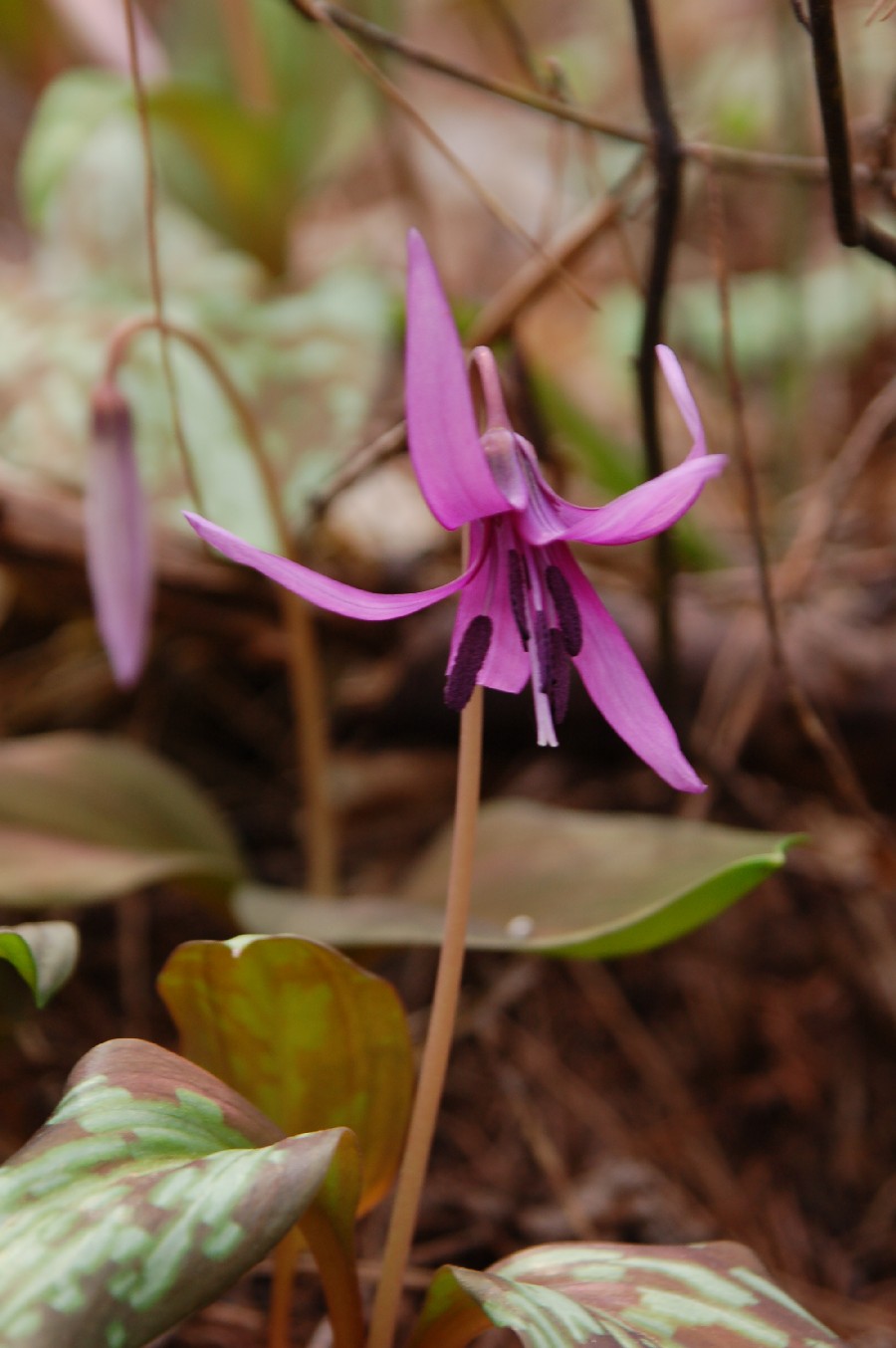 カタクリの花　可憐に咲く_e0114815_1628394.jpg