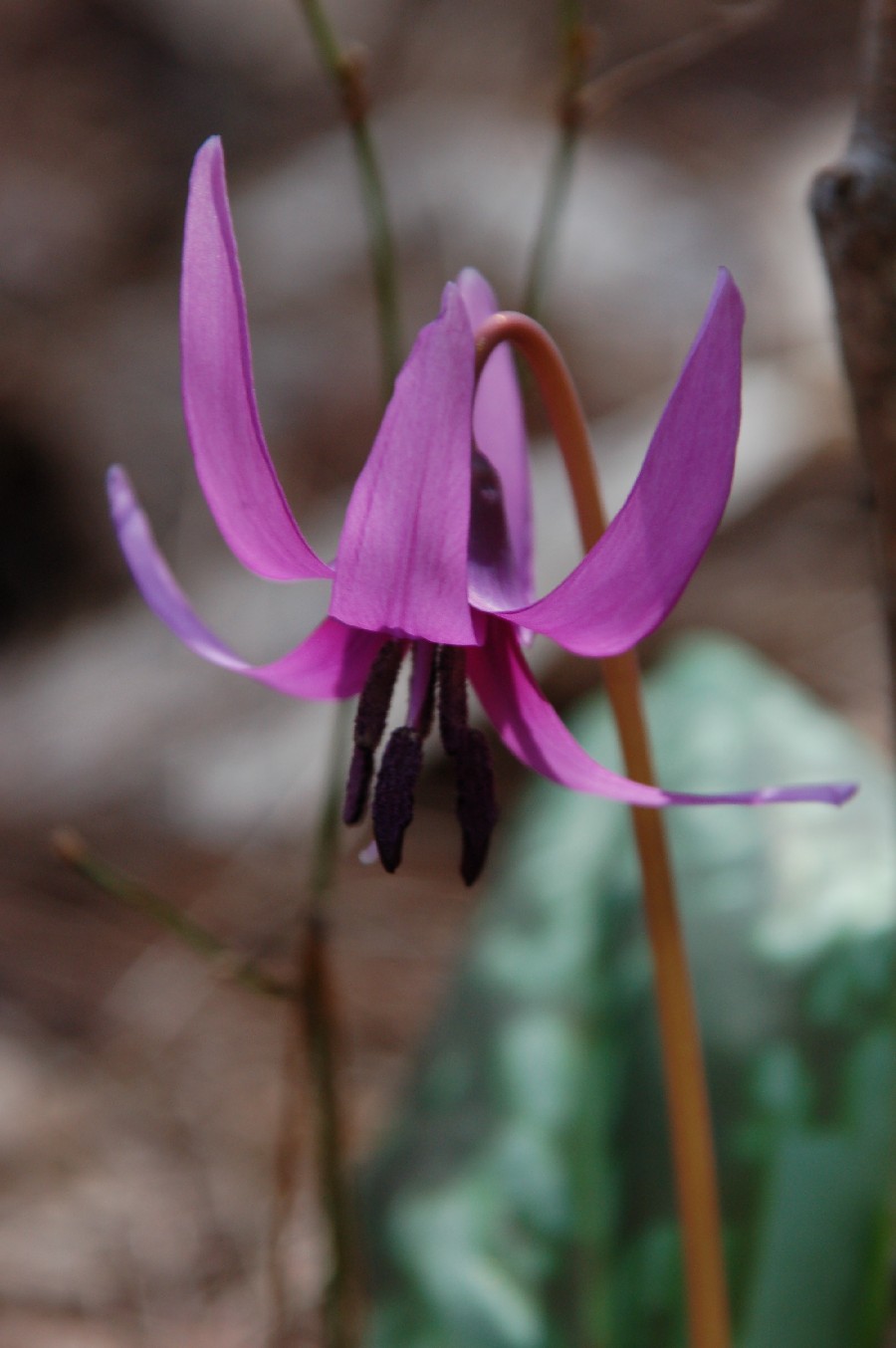 カタクリの花　可憐に咲く_e0114815_16292988.jpg