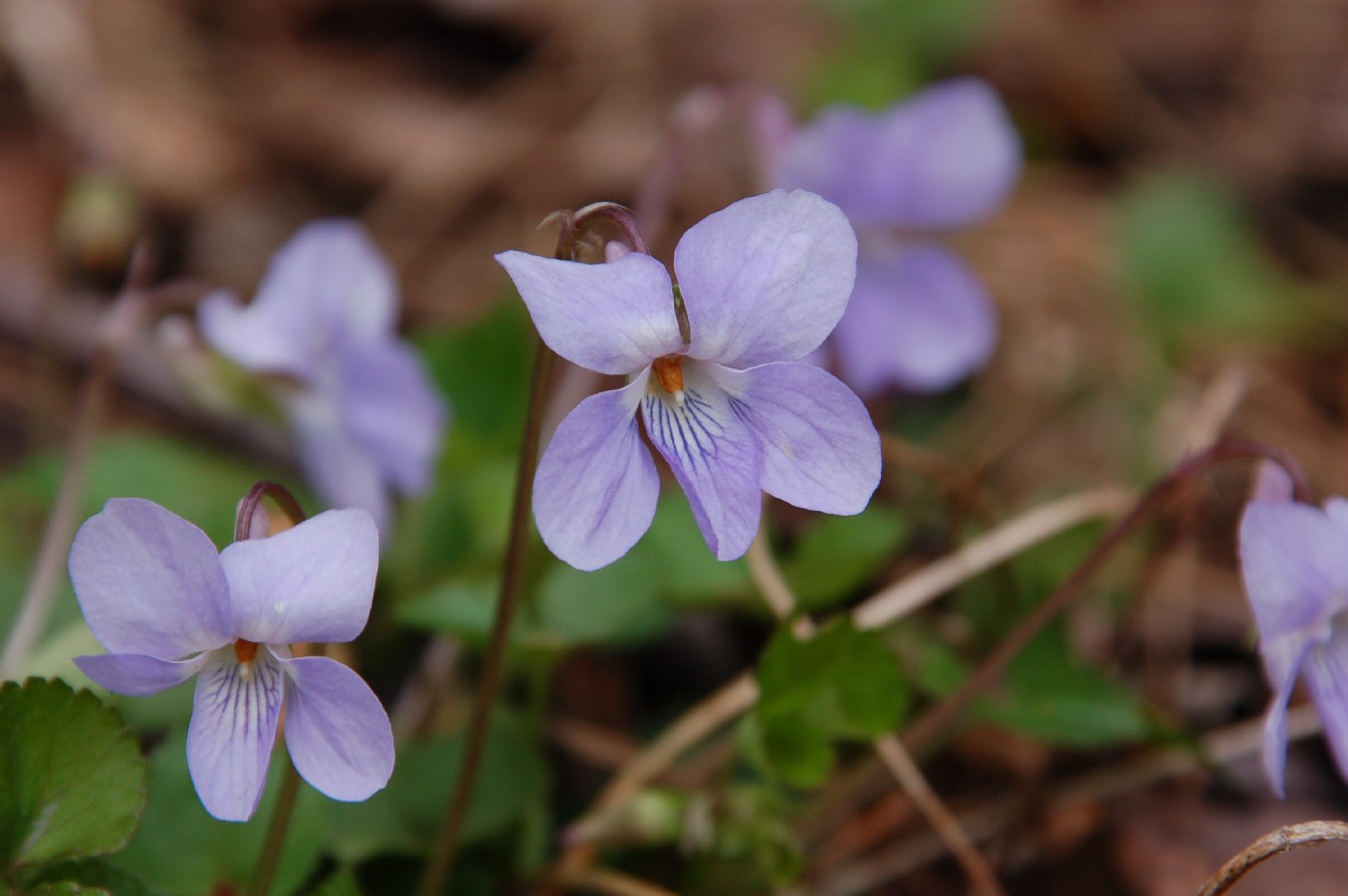 カタクリの花　可憐に咲く_e0114815_1629473.jpg