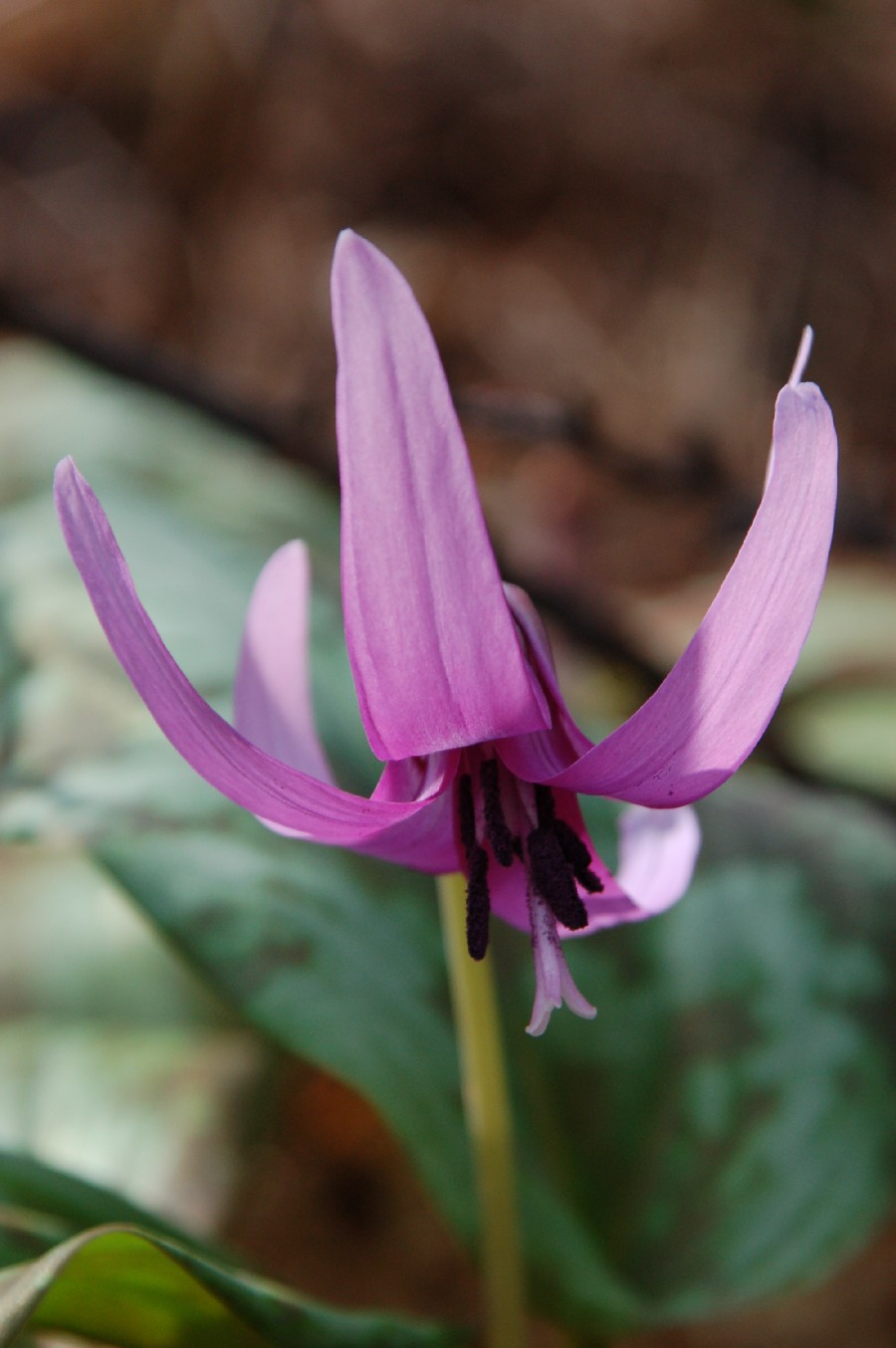 カタクリの花　可憐に咲く_e0114815_16312370.jpg