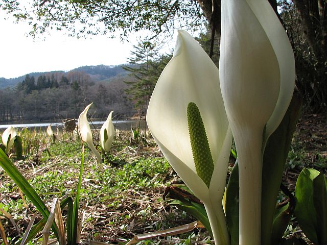 美女高原のミズバショウ_c0036317_4545938.jpg