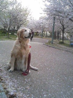 4/12　葉桜になってきたけど_a0098418_0154890.jpg