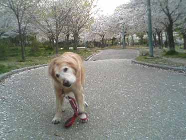 4/13　雨になりました_a0098418_22354389.jpg